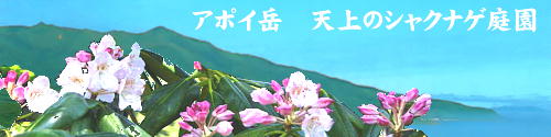 アポイ岳の天上のシャクナゲ庭園_Garden 日本の過去52年間のお天気を表示するソフトウェアです。電子書籍もあります。「全日本気象録」　オリンピック観戦と観光の際に是非お使いください。 